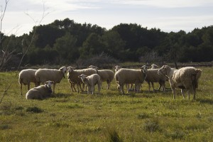 S'han de sanejar cinc explotacions de boví, 36 de porcí i 50 d’oví i cabrum a Eivissa, i 10 explotacions de porcí i 14 d’oví i cabrum a Formentera.