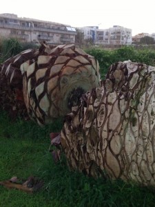 Palmeras abandonadas en el terreno municipal de ca n'Escandell