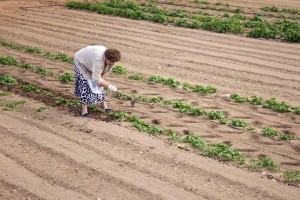 Els beneficiaris d’aquest pagament seran uns 6.800 agricultors de tot l’arxipèlag: 342 d’Eivissa i 42 de Formentera.