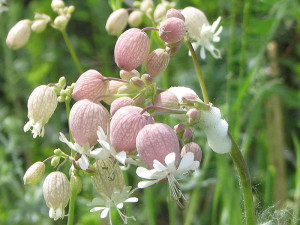 L'ingredient principal del cuinat és la verdura, és a dir, les fulles d'una planta anomenada Silene vulgaris. Foto: D. Gordon E. Robertson (Wikipedia)