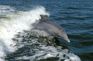 En la imagen, un ejemplar de delfín mular, una especie especialmente sensible a las ondas de las prospecciones sísmicas. Fotos: Wikipedia.