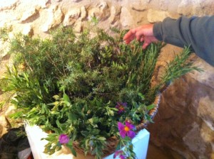 'Ginebre', 'romaní', 'estepa blanca' y mata, plantas todavía desconocidas hasta hoy por algunos asistentes al taller