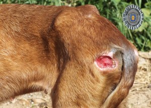 Imagen de uno de los perros maltratados facilitada por el Ayuntamiento de Sant Antoni