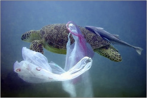 Una tortuga atrapada en una bolsa de plástico