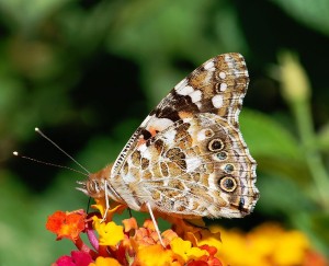 En la imagen, un ejemplar de Vanessa Cardui, una especie de mariposa abundante en el campo ibicenco. Foto: Alvesgaspar (Wikipedia)