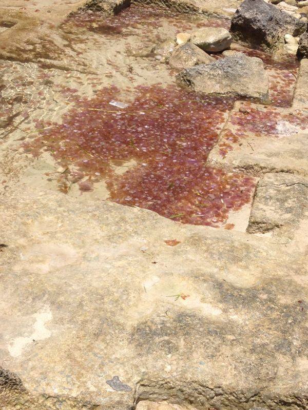 En la imagen, tomada esta mañana, cientos de medusas acumuladas sobre unas rocas en ses Salines de Eivissa.  Foto: Paula Rueda Losada