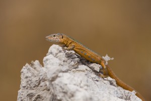 Gracias a 'El símbolo', muchos podremos ver por primera vez subespecies de la lagartija pitiusa tan curiosa como esta de color naranja, propia de les Illes Negres. Foto: Nathan Dappen