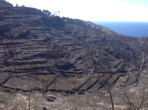 Panoràmica d'es Rajolí, al municipi d'Andratx, arrasat per les flames. Foto: Twitter Xarxa Forestal