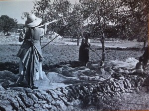 Feina al camp, anys 60. Foto: Chico Prats-Ajuntament d'Eivissa.