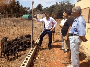 Actualment hia una trentena d'exemplars de Porc Negre de Formentera i Eivissa, quinze dels quals pertanyen a la finca de Can Jaume en Sala.