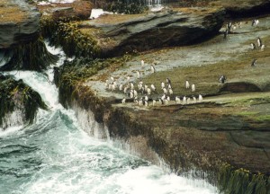 Pingüinos en las Islas Malvinas, una simpática ave que no ha sido avistada en els Illots des Malvins.  Foto: Stan Shebs (Wikipedia)