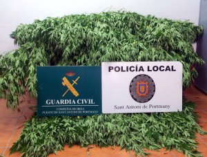 Imagen de las plantas confiscadas