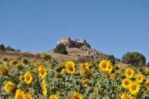 Campos de girasoles y el Castillo de Gormaz.