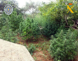 En la imagen, algunas de las plantas de marihuana que han sido requisadas por la Guardia Civil y la Policía Local de Sant Antoni. 