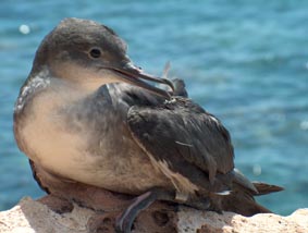 En la imagen, un ejemplar de Pardela Balear, especie en extinción que podría desaparecer si se realizan los sondeos frente a las costas pitiusas. Foto: Conselleria de Medi Ambient i Mobilitat, Govern des Illes Balears