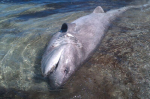 Esta especie de tiburón no es, en principio, peligrosa para el ser humano. Foto: Ràdio Illa