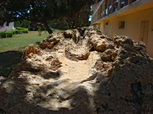 Un fragment de l'aqüeducte romà de s'Argamassa que data del segle I d.C. Foto: Patrimoni d'Eivissa