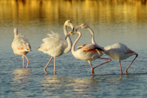 Flamencos en los estanques de ses Salines, en Eivissa. Foto: Joan Costa