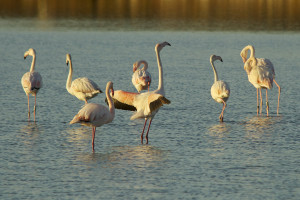 Un grupo de flamencos fotografiados en el Parque Natural de Ses Salines.  Foto: Joan Costa