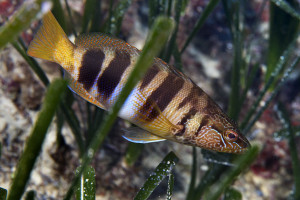 Imatge del fons de la mar. Foto: Joan Costa