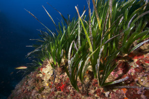 La posidonia es uno de los bienes naturales de las Pitiüses.  Foto: Joan Costa