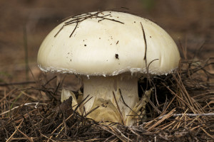 Amanita Ovoidea. Foto: Joan Costa