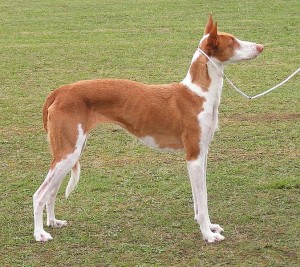 Imagen de un podenco ibiecnco. Foto: Wikipedia