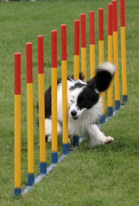 Esta prueba es puntuable para el Campeonato de Agility de Balears.  Foto: Paul Englefield (Wikipedia)