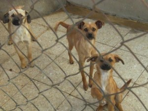 Centre de Protecció Animal de sa Coma