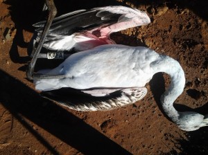 L'exemplar de flamenc mort que va trobar el GEN-GOB el dissabte 15 de febrer. Foto: GEN-GOB