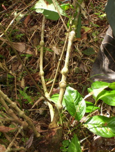 Detalle de una liana de 'Banisteriopsis caapi', denominada ayahuasca por los pueblos de la cuenca del Amazonas.  Foto: Hhmb (Wikipedia)