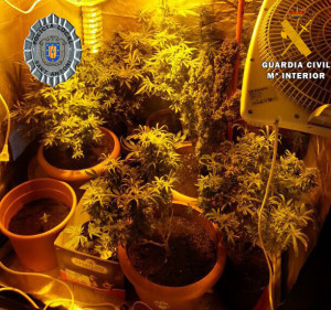 En la imagen, las plantas de marihuana incautadas en el domicilio del detenido. 