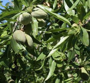 Ametlles en un arbre