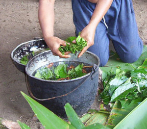 La ayahuasca es una decocción de dos plantas oriundas de las orillas del Amazonas y su uso, tanto medicinal como religioso, cuenta con dos milenios de historia.  Foto: Heah (Wikipedia)