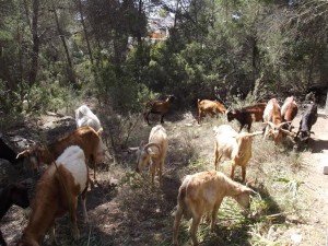 Una seixantena de cabres començaran a deforestar una amplia àrea de la zona de sa Rota d’en Pere Cardona