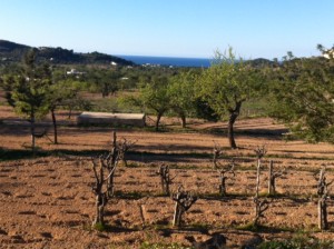 Imatge d'un paisatge rural a la zona de Sant Agustí. Foto: D.V.