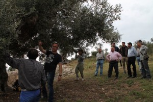 Imatge de les pràctiques d'esporgació. Foto: Consell Insular d'Evissa.