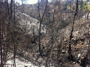 Imagen de la zona quemada en el incendio de es Cubells