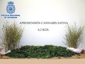 En la imagen, la marihuana intervenida al detenido. 