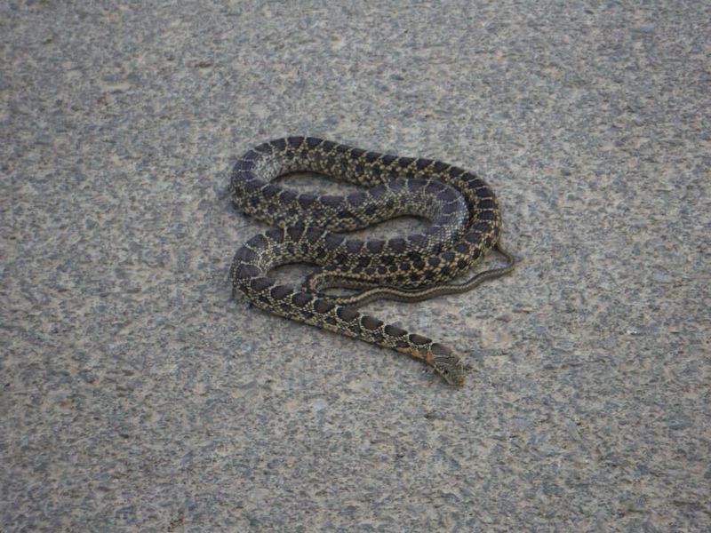 La serpiente encontrada cerca de Can Soleietes. Foto: Vanesa García.