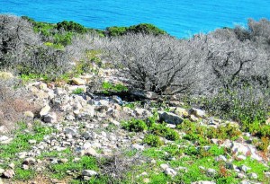 Savines mortes a Tagomago per l'abocament d'aigües fecals. Foto: ARA Balears.