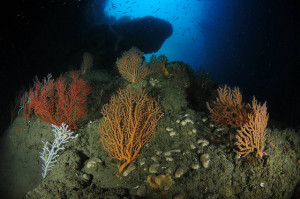 Fondo marino en el Mediterráneo en una zona donde están previstos los sondeos sísmicos.  Foto: Oceana - Carlos Minguell.