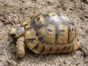 Un exemplar de tortuga mora. Foto: Wikipedia.