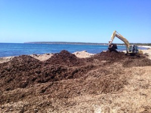 Una grua retira les restes de posidònia a la zona des Ca Marí.