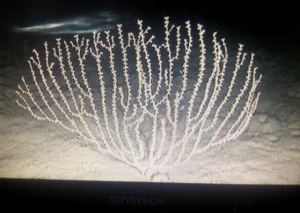 Imagen del coral bambú, una de las especies amenazadas. Foto: Twitter Xavier Pastor.