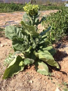 Planta de tabac pota sembrada en una finca del camí Vell de Sant Mateu. Foto: Jordi Serra.