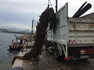 En total, hi han participat 32 voluntaris: 23 voluntaris procedents de Mallorca, 20 bussejadors i tres persones que han netejat la costa, a més d'altres 9 voluntaris de Sant Antoni.