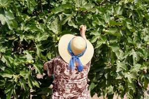 A les Pitiüses, la figuera és un element característic del paisatge rural. Foto: Marina Ribas Torres