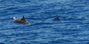 A pesar de la dificultad de su detección, la presencia de zifio de Cuvier ha sido comprobada regularmente en aguas baleares. Foto: Tim Ellis (Wikipedia)