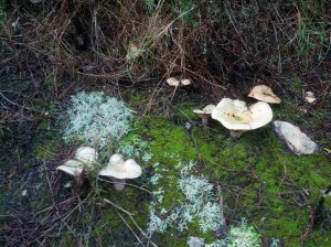 Más ejemplares encontrados en la misma de zona otro día